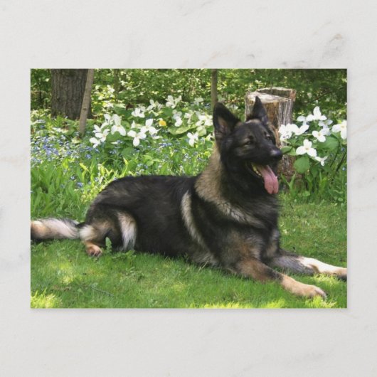 Hirte Postkarte (Vorderseite)