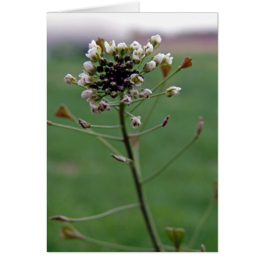 Hirtenfresse (Vorne)