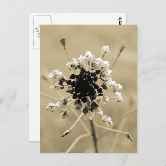 Hirtenfresse in Sepia Postkarte (Vorne/Hinten)