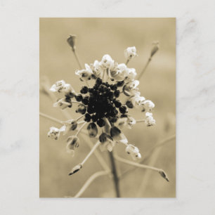 Hirtenfresse in Sepia Postkarte