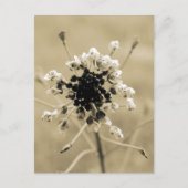 Hirtenfresse in Sepia Postkarte (Vorderseite)