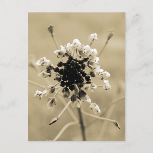 Hirtenfresse in Sepia Postkarte (Vorderseite)