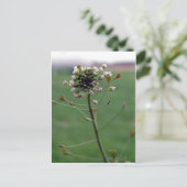 Hirtenfresse Postkarte (Stehend Vorderseite)