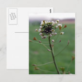 Hirtenfresse Postkarte (Vorne/Hinten)