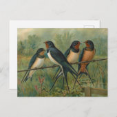 Hirundo rustica, Hirundo rustica Savignii Postkarte (Vorne/Hinten)