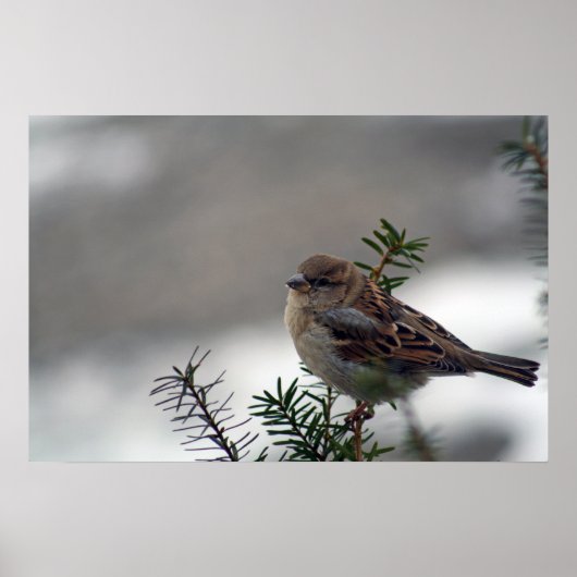 His Eye is on the Sparrow Poster (Vorne)