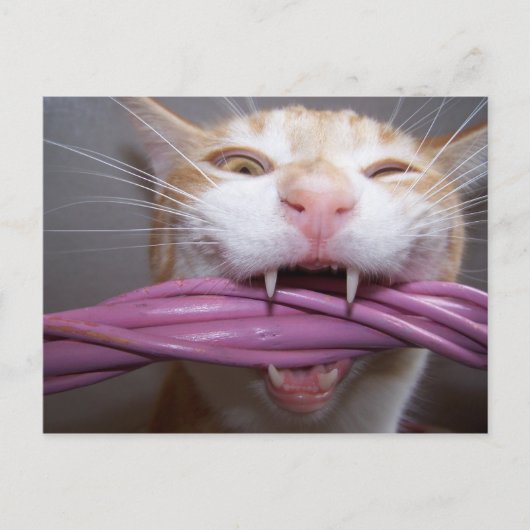 Hissed Postkarte (Vorderseite)