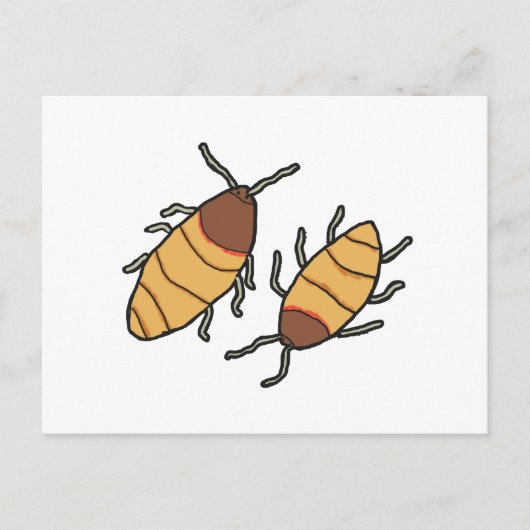 Hissing Cockroach Postkarte (Vorderseite)