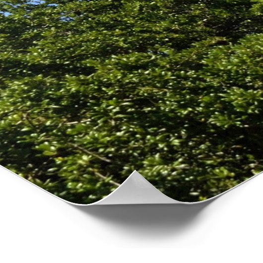 Historic St. Augustine, Florida Lighthouse Poster (Ecke)