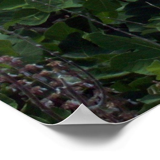 Historic St. George, Bermuda Poster (Ecke)