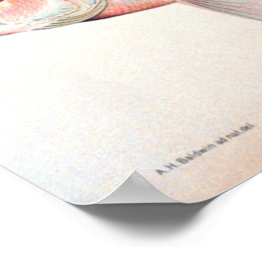 Historische Fischerei Poster (Ecke)