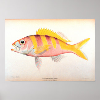 Historische Fischerei Poster