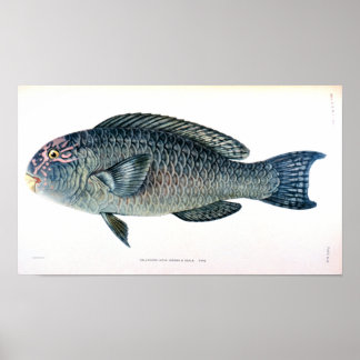 Historische Fischstudie Poster