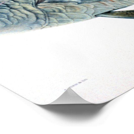 Historische Fischstudie Poster (Ecke)