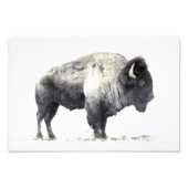 Historische Fotografie des amerikanischen Bison (Vorne)