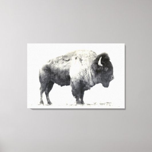 Historische Fotografie des amerikanischen Bison Leinwanddruck (Vorderseite)