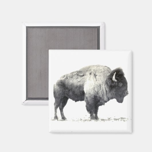 Historische Fotografie des amerikanischen Bison Magnet (Vorderseite/Rückseite)