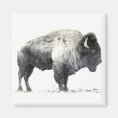 Historische Fotografie des amerikanischen Bison Magnet (Vorne)
