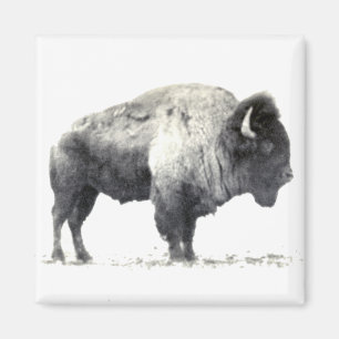 Historische Fotografie des amerikanischen Bison Magnet