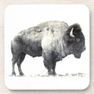Historische Fotografie des Amerikanischen Bisons Untersetzer