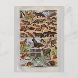 Historische Vintage-Tiere mit Fell oder Haaren Postkarte