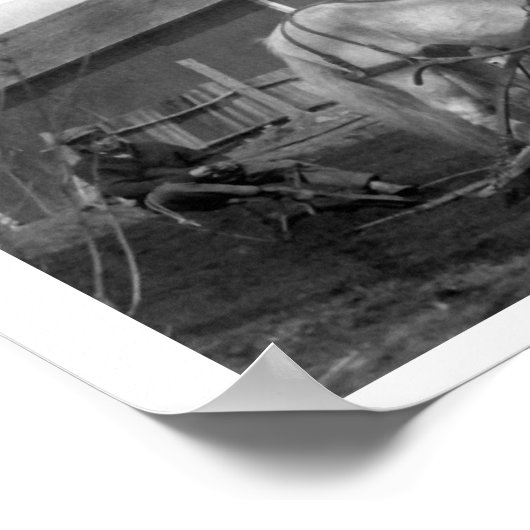 Historisches Foto der Ahorngewächse Poster (Ecke)