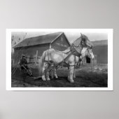 Historisches Foto der Ahorngewächse Poster (Vorne)