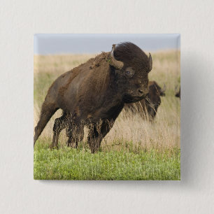 Hitziger junger Bisonbulle im Tallgrass Button
