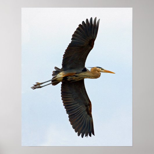 Hoaring Great Blue Heron Poster (Vorne)