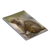 Hoary Marmot Notebook Notizblock (Rechte Seite)