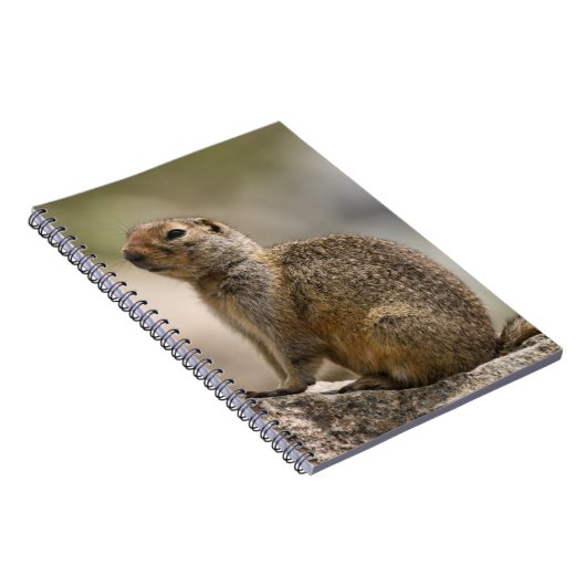 Hoary Marmot Notebook Notizblock (Rechte Seite)