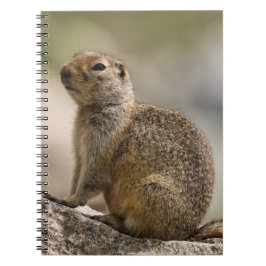 Hoary Marmot Notebook Notizblock