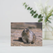 Hoary Marmot Postkarte (Stehend Vorderseite)