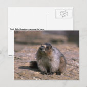 Hoary Marmot Postkarte (Vorne/Hinten)