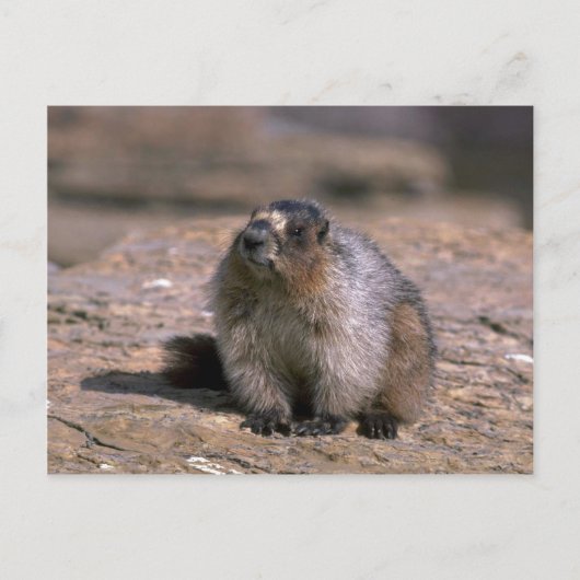 Hoary Marmot Postkarte (Vorderseite)