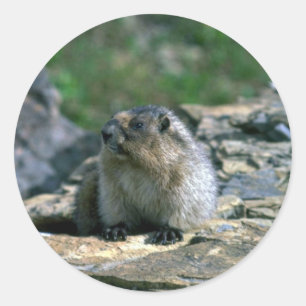 Hoary Marmot Runder Aufkleber