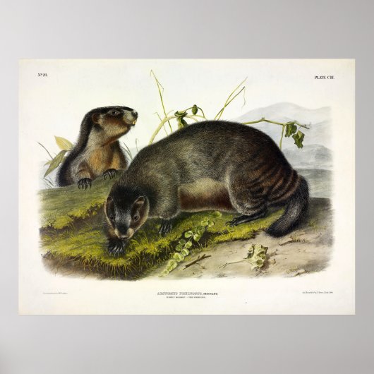 Hoary Marmot, The Whistler von Audubon Poster (Vorne)