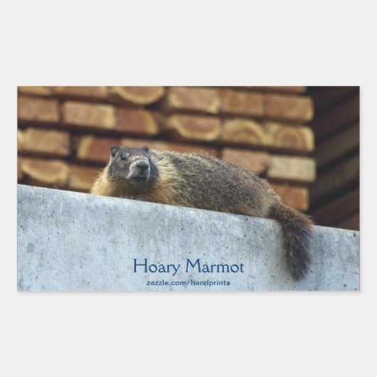 Hoary Marmot (Whistler) Wildlife Sticker (Vorderseite)