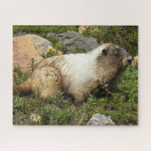 Hoary Marmot Wildlife Foto Puzzle (Horizontal)
