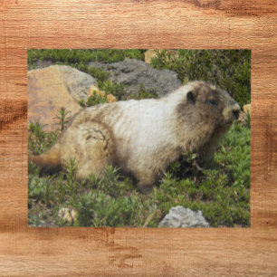 Hoary Marmot Wildlife Foto Puzzle