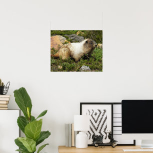 Hoary Marmot Wildlife Fotografisch Poster
