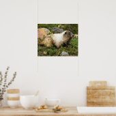 Hoary Marmot Wildlife Fotografisch Poster (Küche)