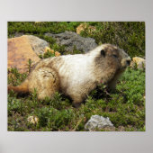 Hoary Marmot Wildlife Fotografisch Poster (Vorne)