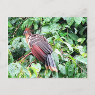 Hoatzin "Stinky Turkey" Pastaza River, ecuadoriani Postkarte