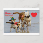 Hobbyhunde Postkarte (Vorderseite)