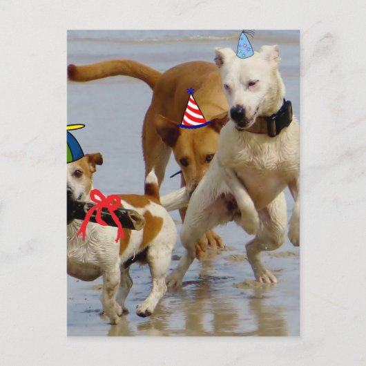 Hobbyhunde Postkarte (Vorderseite)