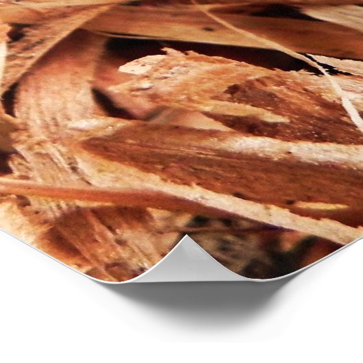 Hobospinne Poster (Ecke)