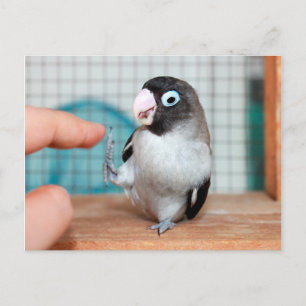 Hoch fünf! postkarte