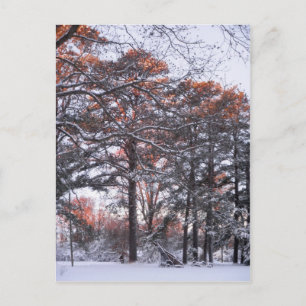 Hoch Kiefernbäume im Schnee bei Sonnenaufgang Wint Postkarte