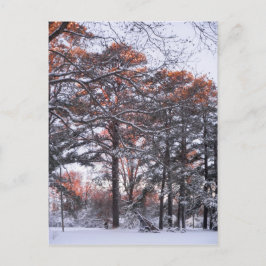 Hoch Kiefernbäume im Schnee bei Sonnenaufgang Wint Postkarte